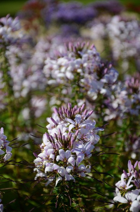 Cleome x 'Senorita Blanca' (2)